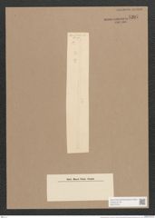 Synedra tropica Grun. (de-Toni-Nr.: Genus 66, Species 2600) Zeichnungen Sammlung Grunow Nr. 5307 (NHMW-BOT-W0373704)